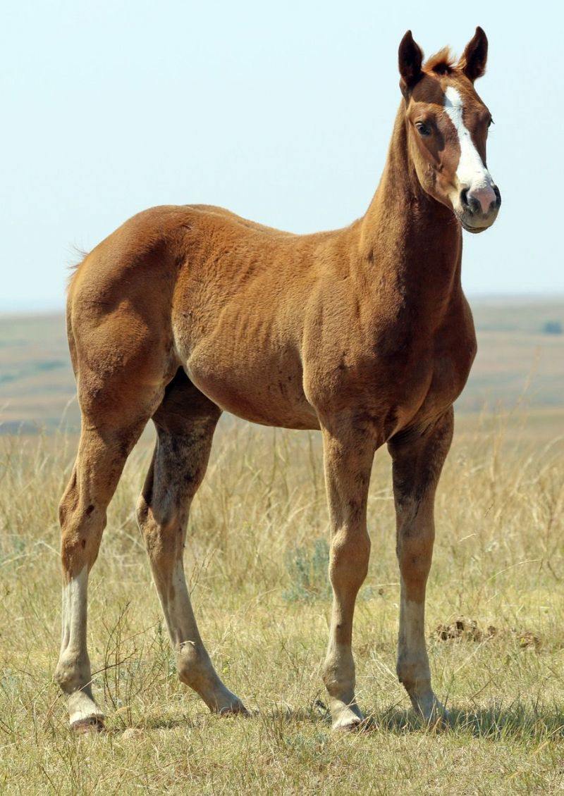 032 - Frost Miss Coyote filly